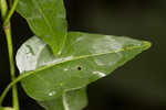 Jasmine nightshade